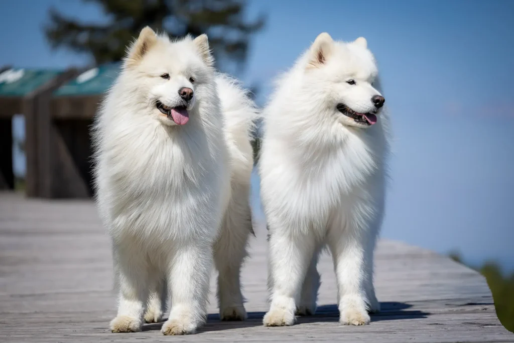 Samoyed