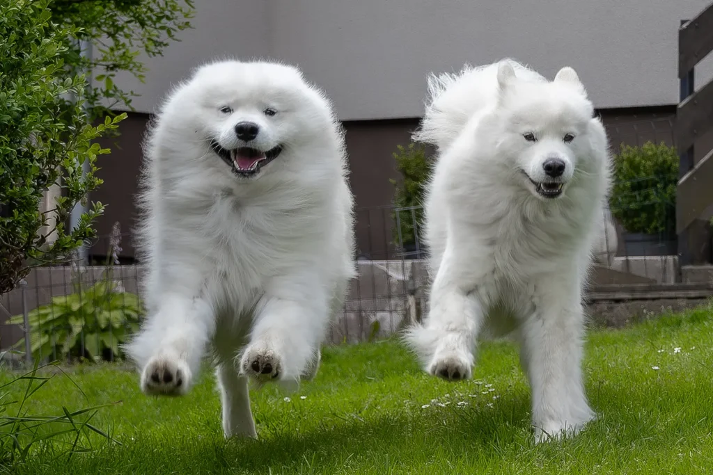 Samoyed