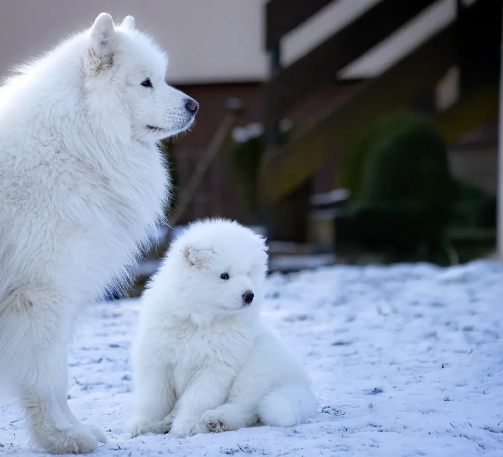 Samoyed puppies