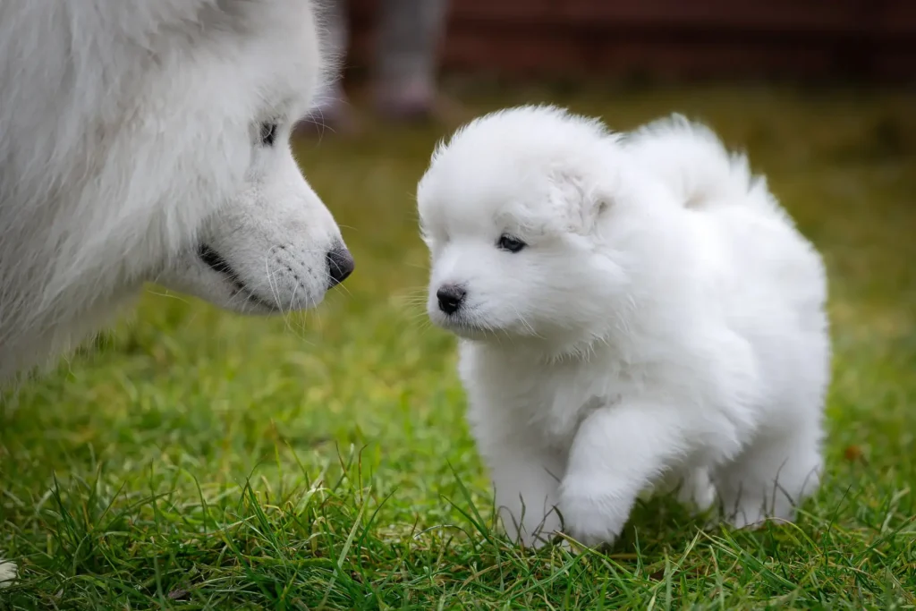 Samoyed puppies