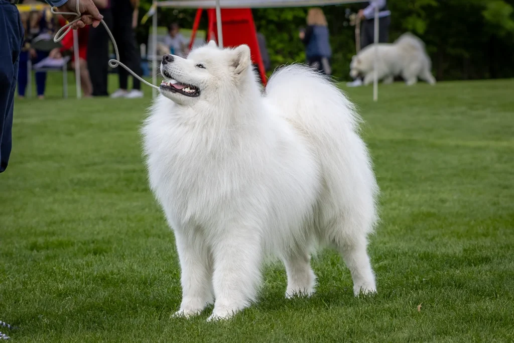 Samoyed Samson