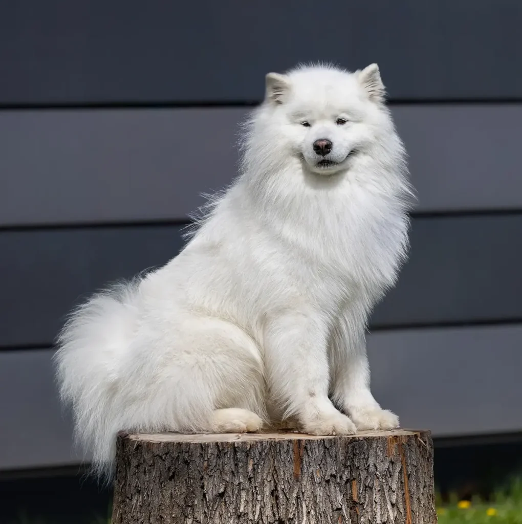 Samoyed pielęgnacja