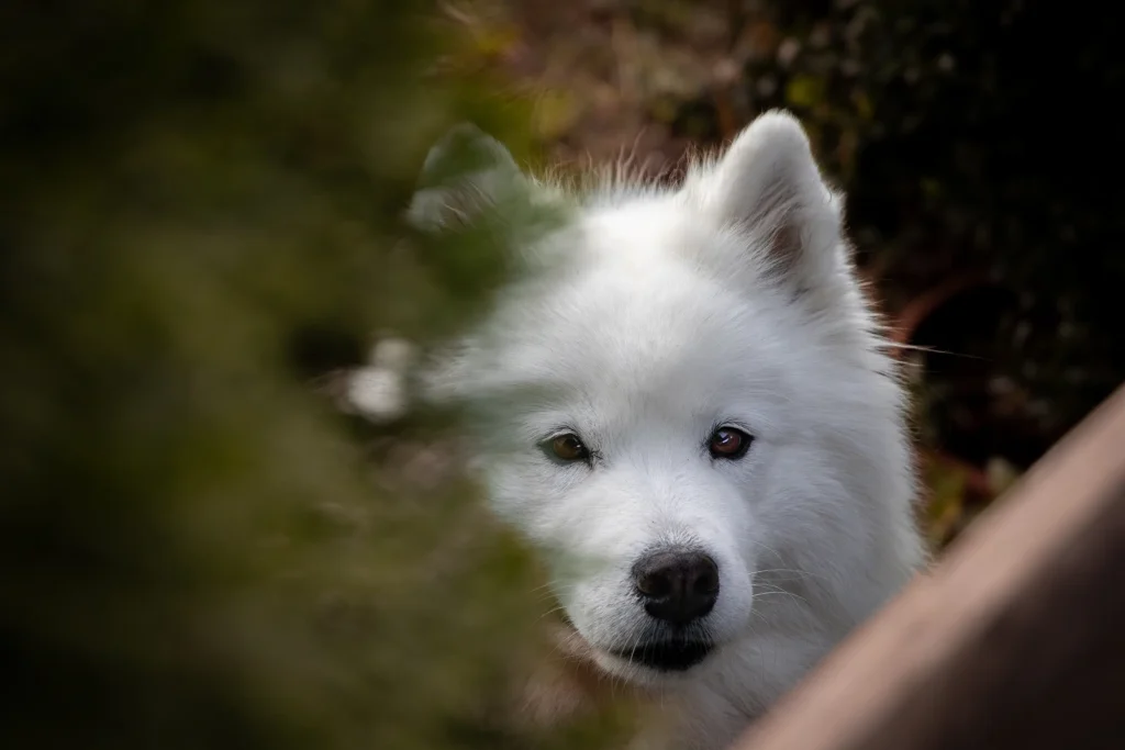 Samoyed