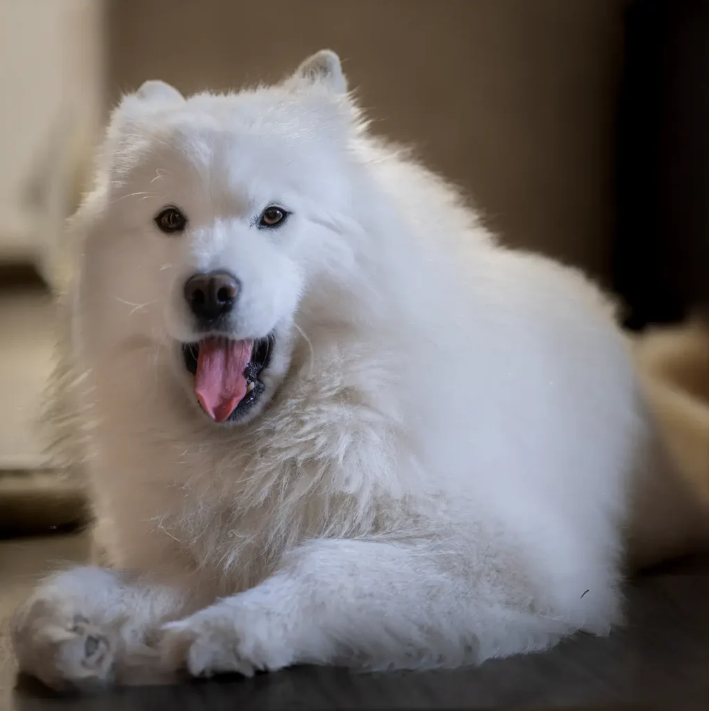 Samoyed