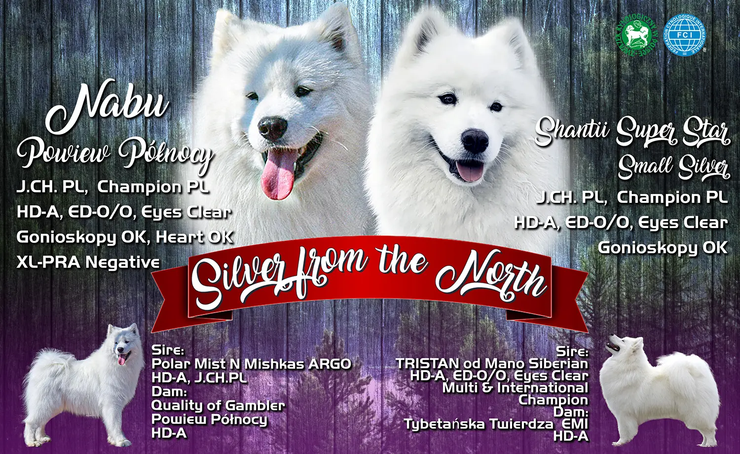 Hodowla Samoyedów Silver from the North