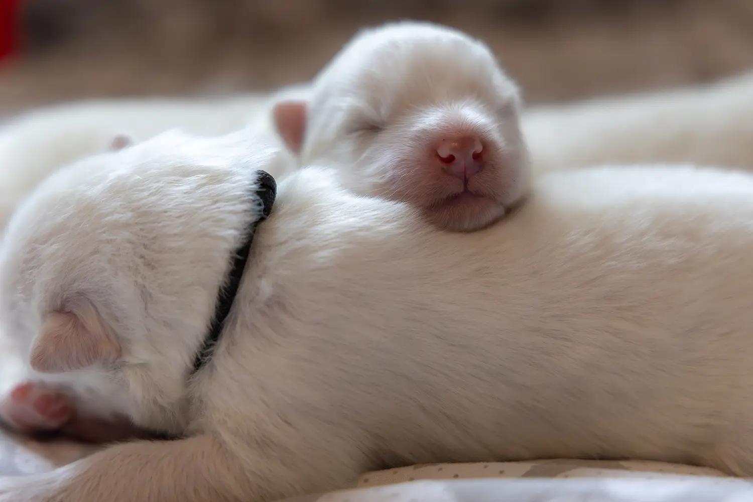 samoyed szczenięta