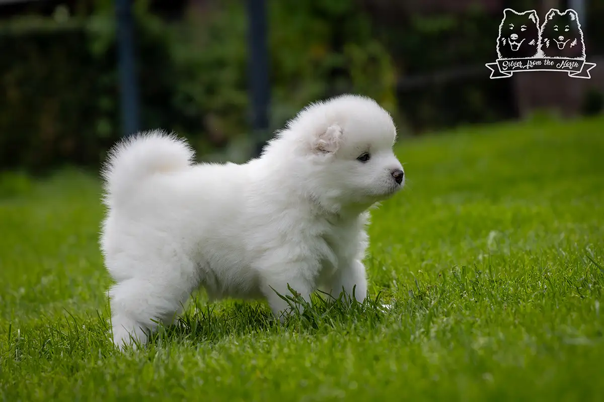 samoyed szczeniaki na sprzedaż