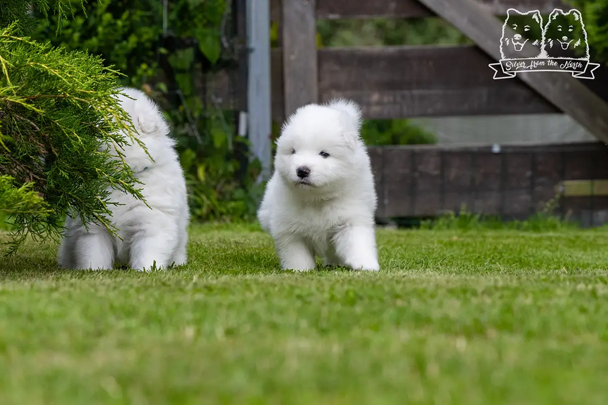 samoyed szczeniaki na sprzedaż