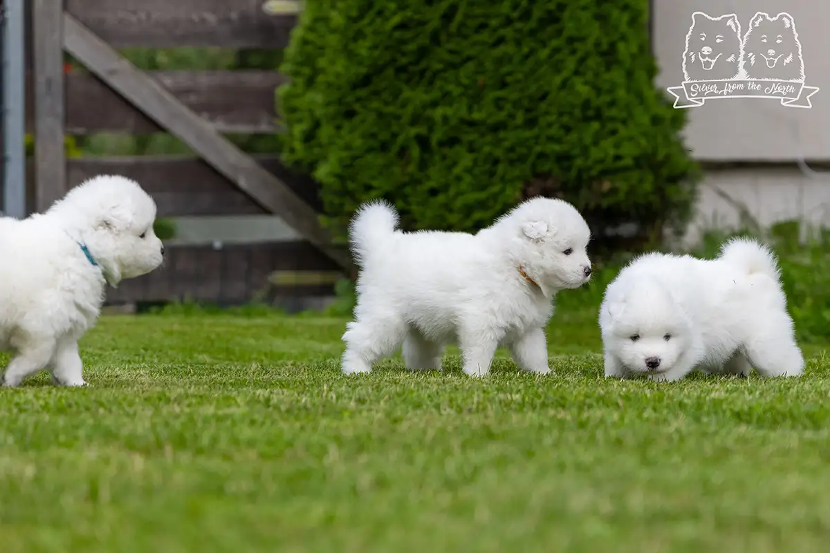 samoyed szczeniaki na sprzedaż