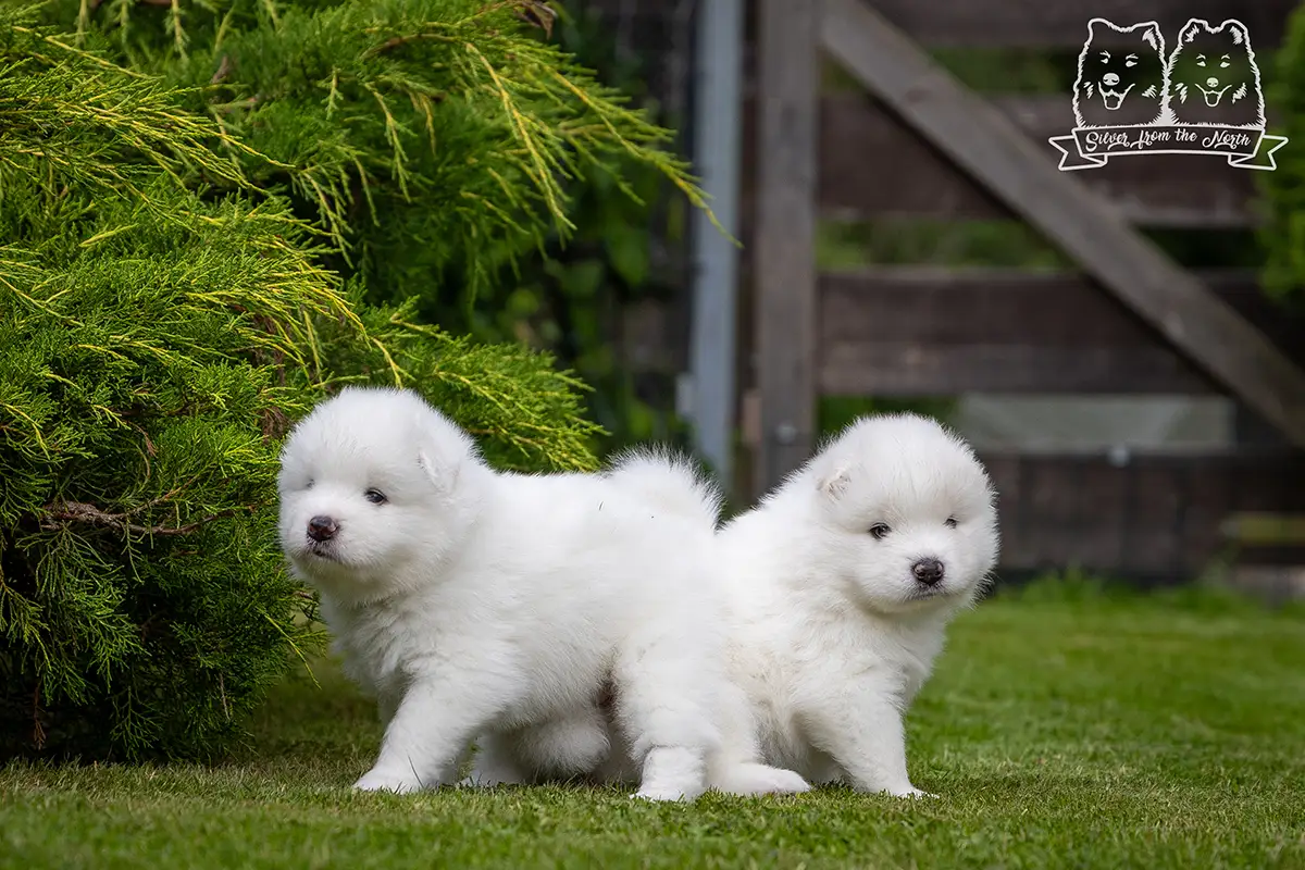 samoyed szczeniaki na sprzedaż