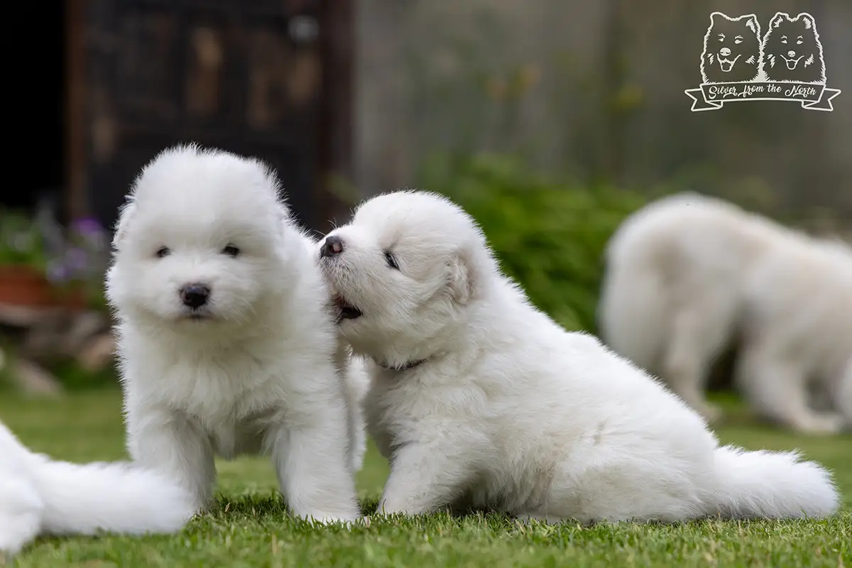samoyed szczeniaki na sprzedaż