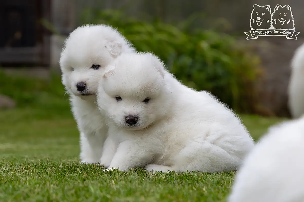 samoyed szczeniaki na sprzedaż