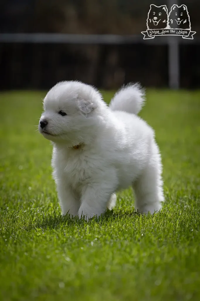 szczeniak samoyeda