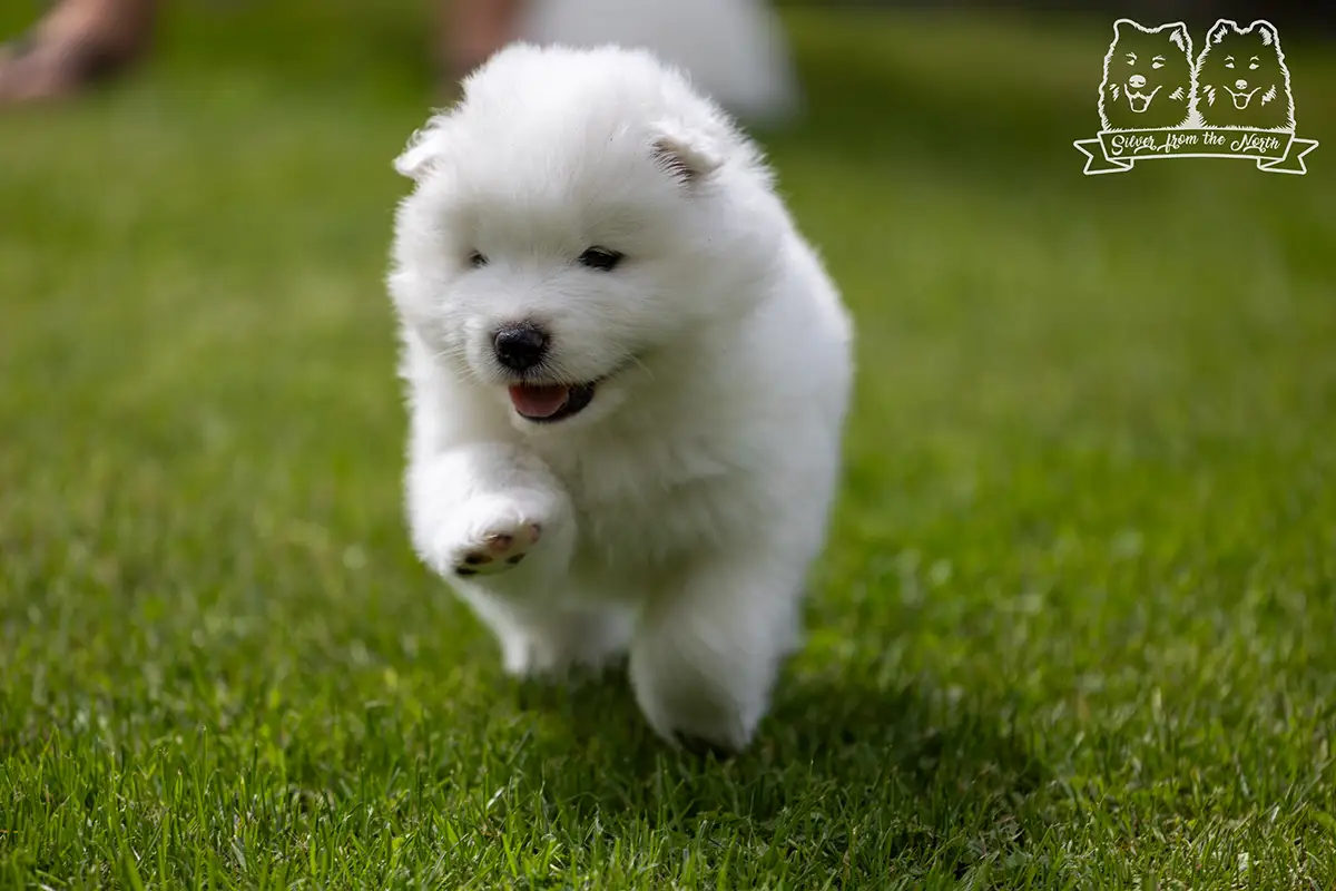 samoyed szczeniaki na sprzedaż