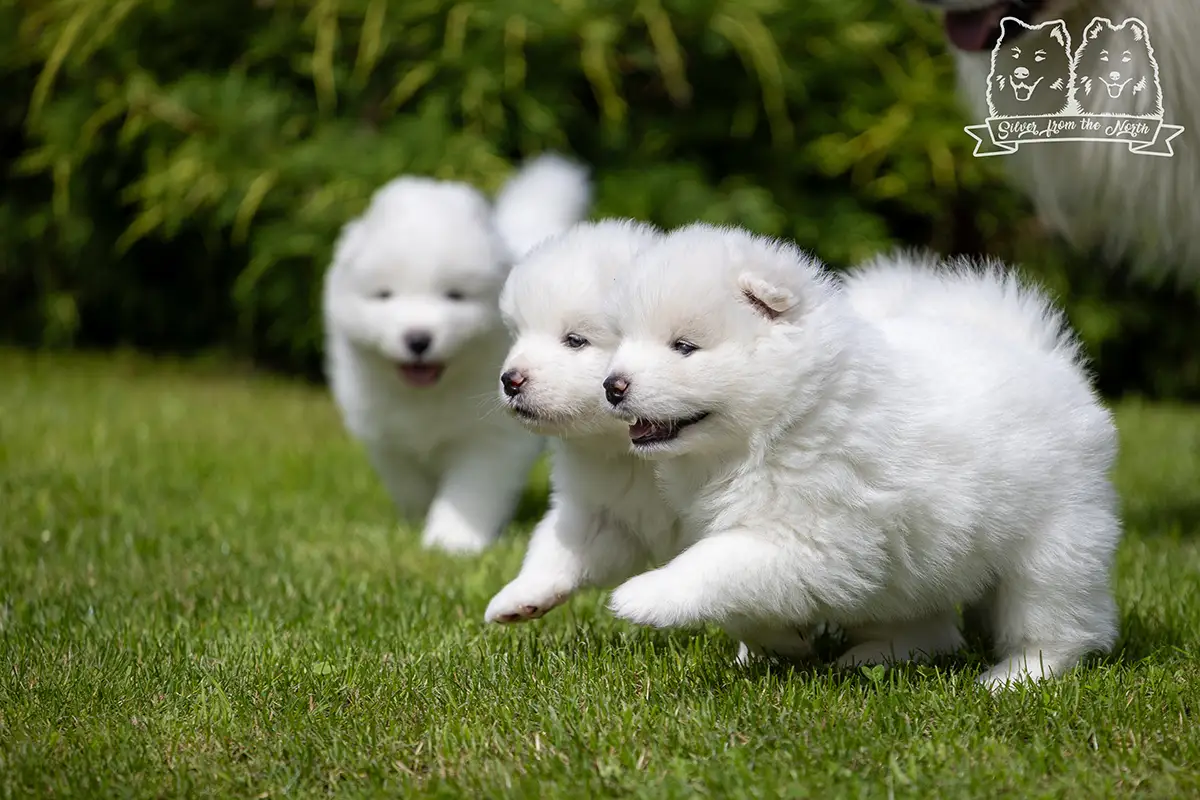 samoyed szczeniaki na sprzedaż