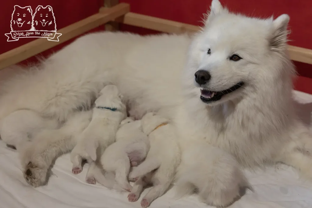 samoyed szczenięta