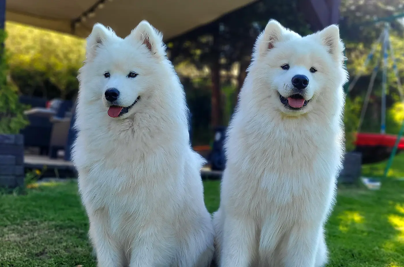Hodowla Samoyed