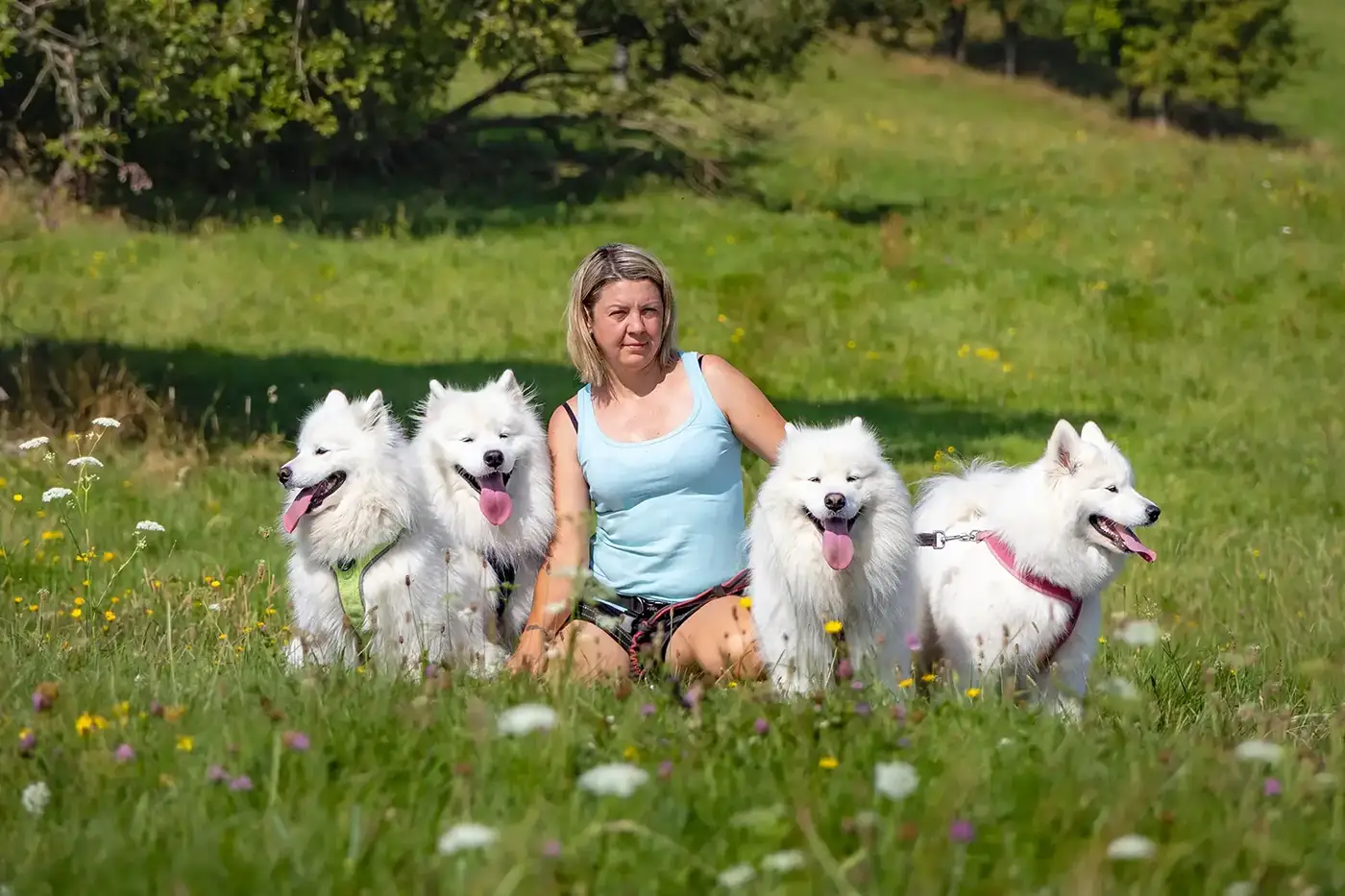Nasza Hodowla Samoyedów