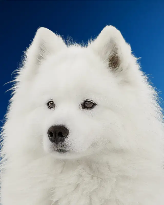 Shantii Super Star Small Silver