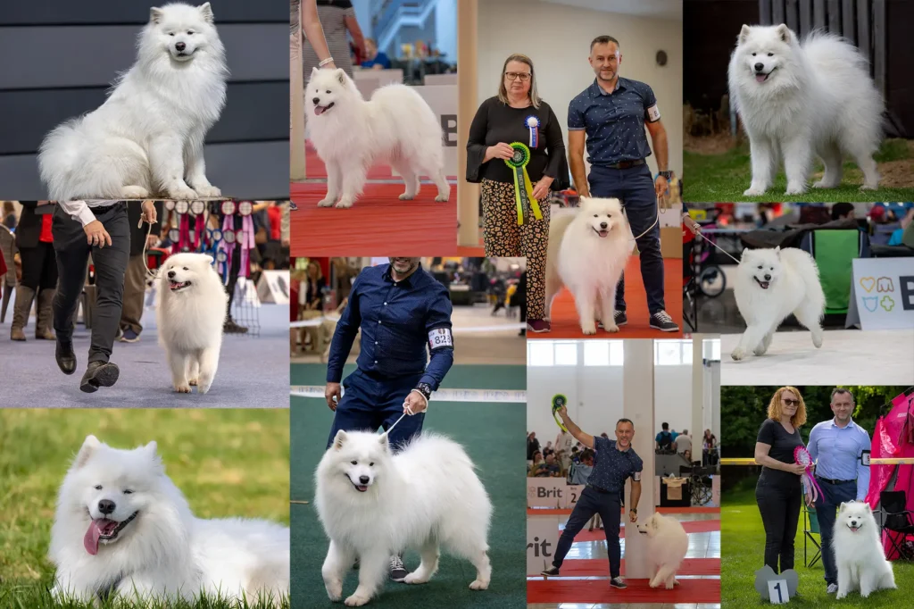 Open Slovakia Dog Cup 2025