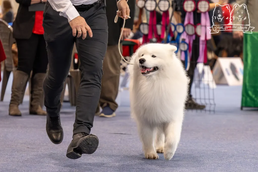 FeHoWa Winter Dog Show Budapest 2026